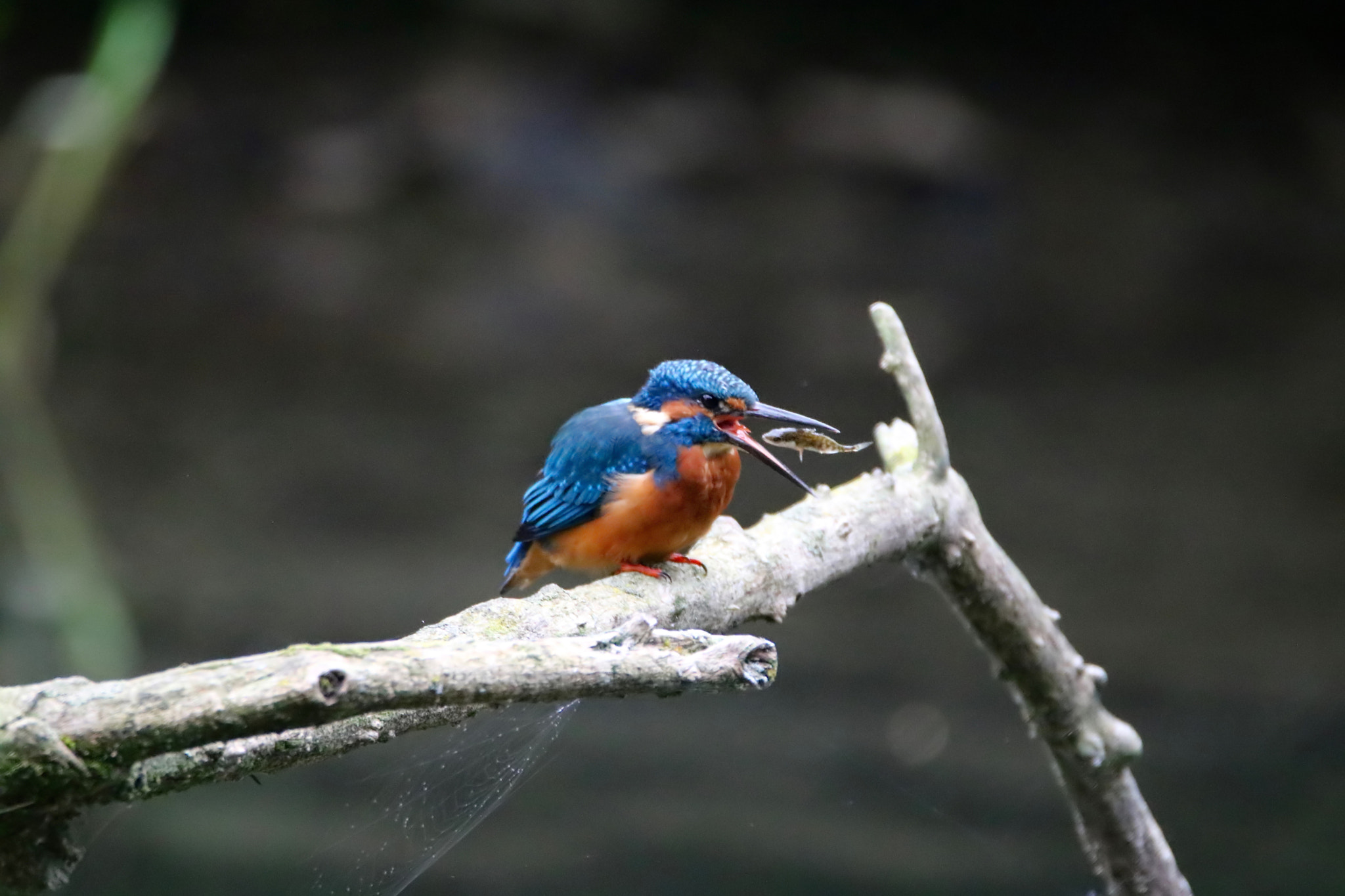 Tamron SP 150-600mm F5-6.3 Di VC USD sample photo. Fish breakfast photography