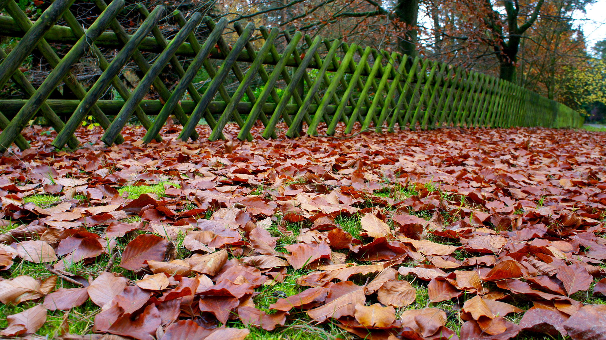 Tamron 18-200mm F3.5-6.3 Di III VC sample photo. Fall in jelmstorf, germany... photography