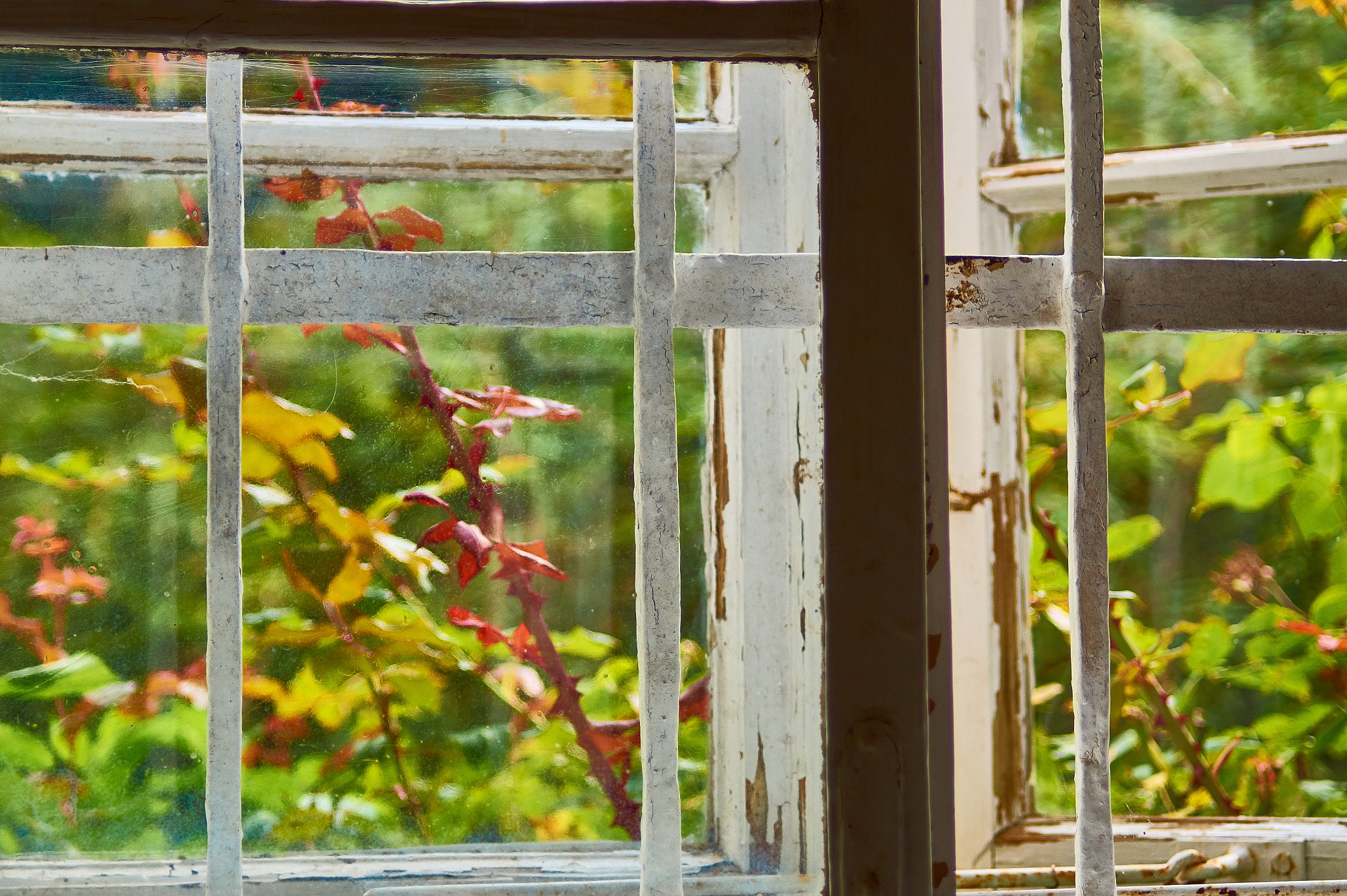 Sony SLT-A58 sample photo. Window into nature photography