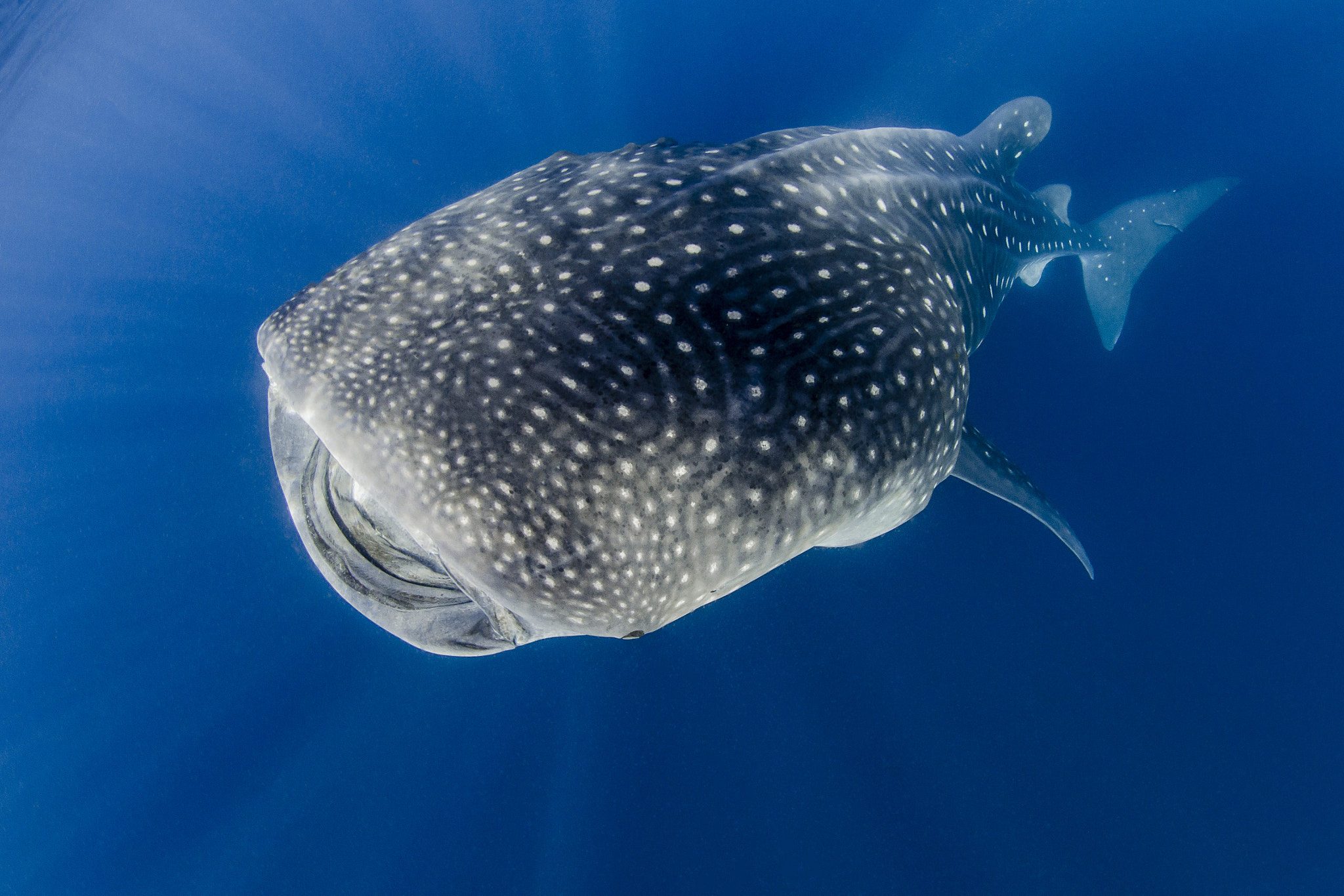Nikon AF DX Fisheye-Nikkor 10.5mm F2.8G ED sample photo. Whale shark photography