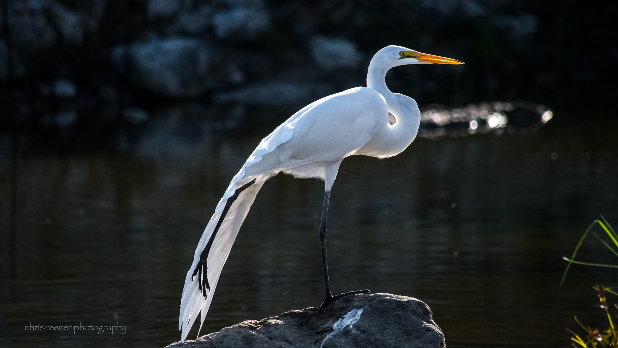 Nikon D500 sample photo. Bird yoga photography