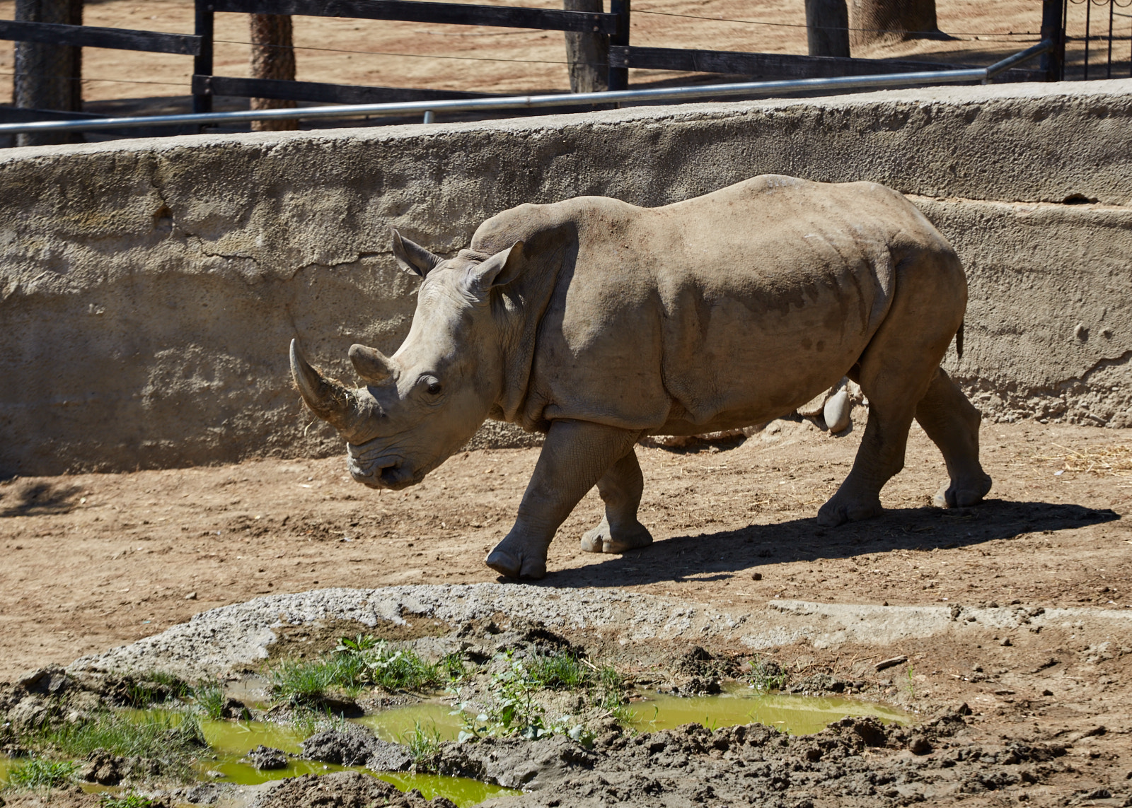 Canon EF 70-200mm F4L IS USM sample photo. The zoo in tbilisi, georgia photography