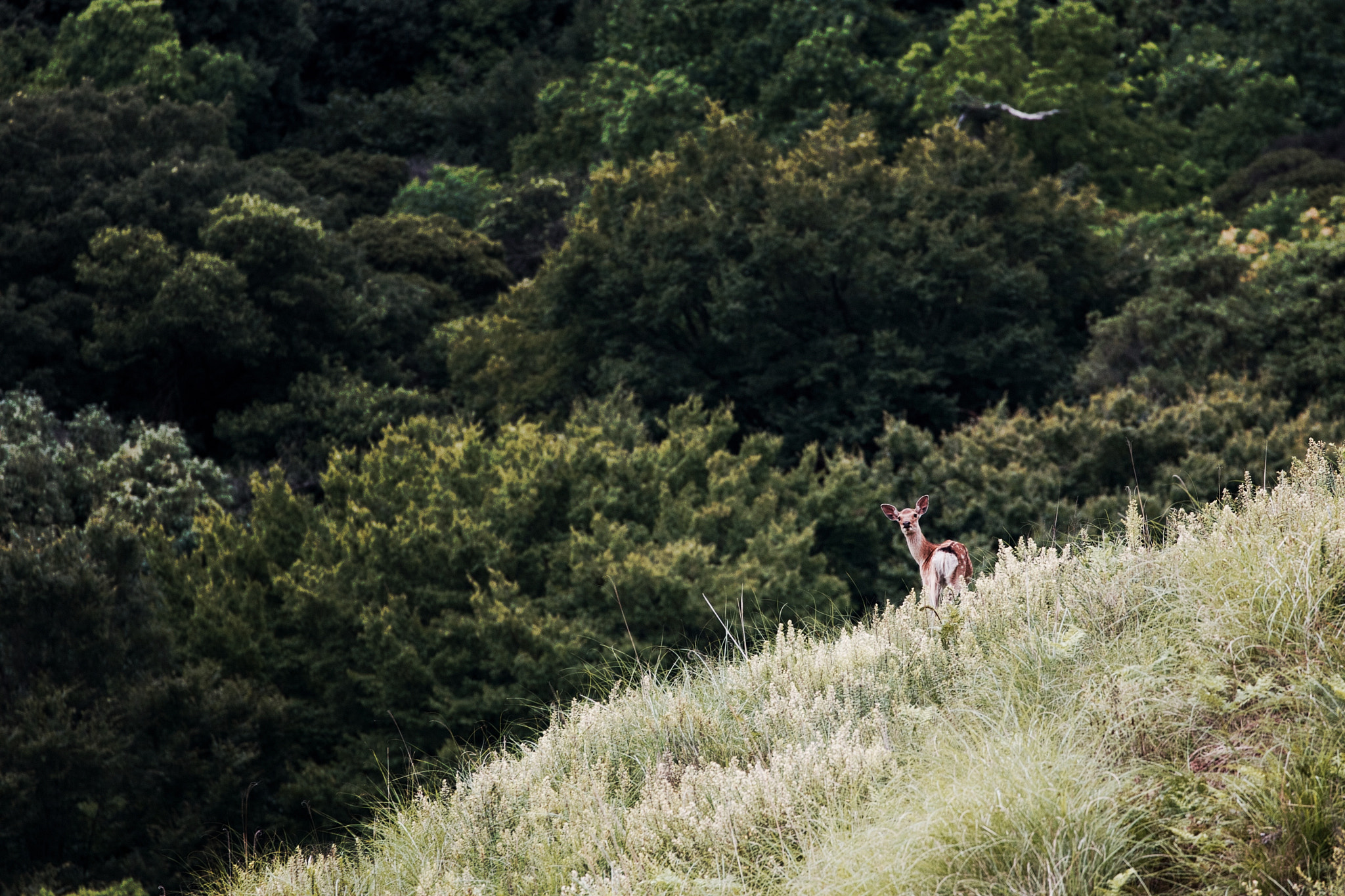 Canon EF 70-300mm F4-5.6L IS USM sample photo. Deer photography