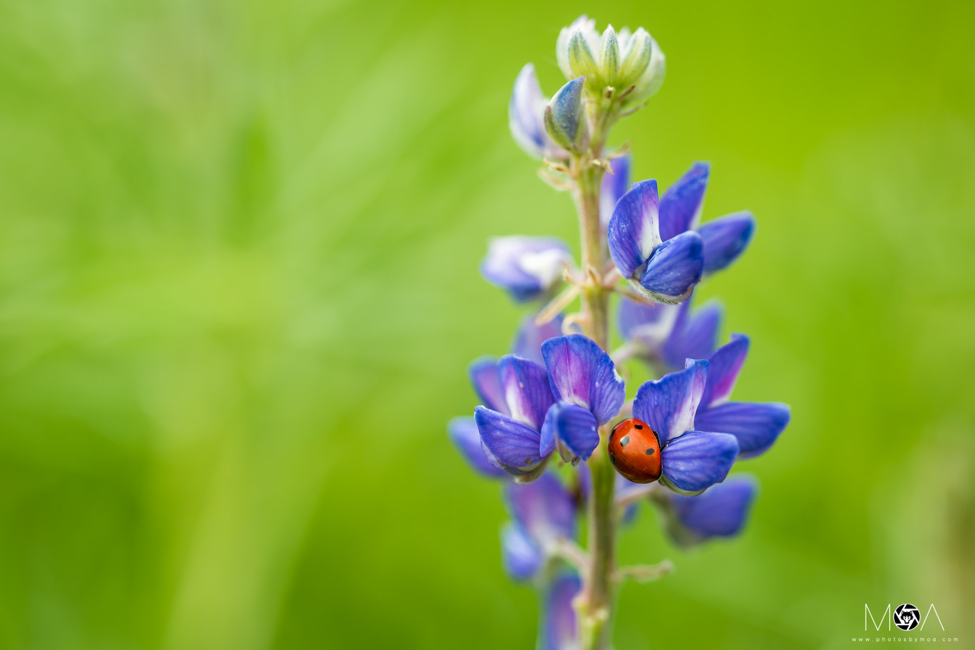 Sigma 150mm f/2.8 EX DG OS HSM APO Macro sample photo. Red drop photography