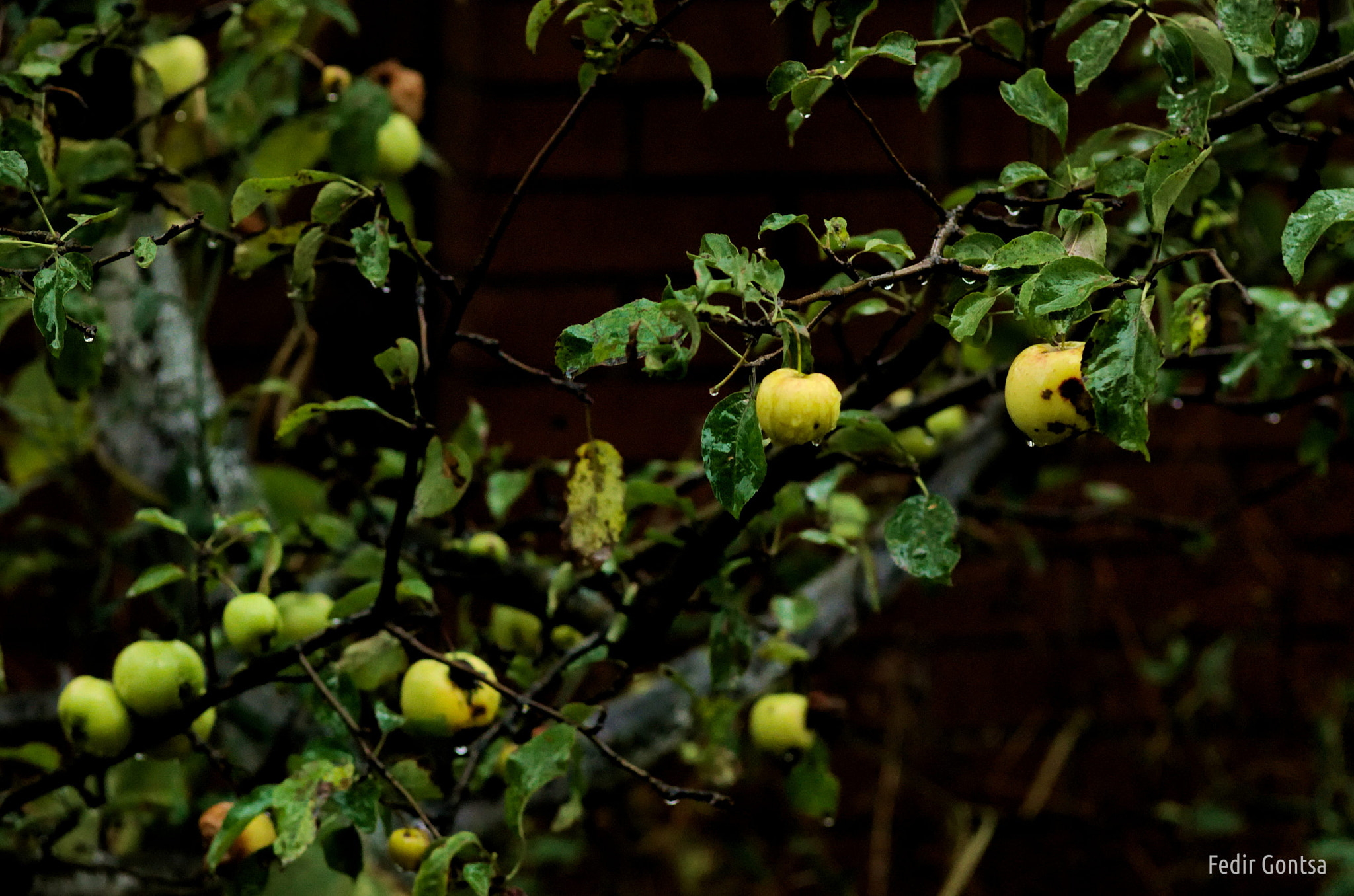 Manual Lens No CPU sample photo. Apples rainy day photography