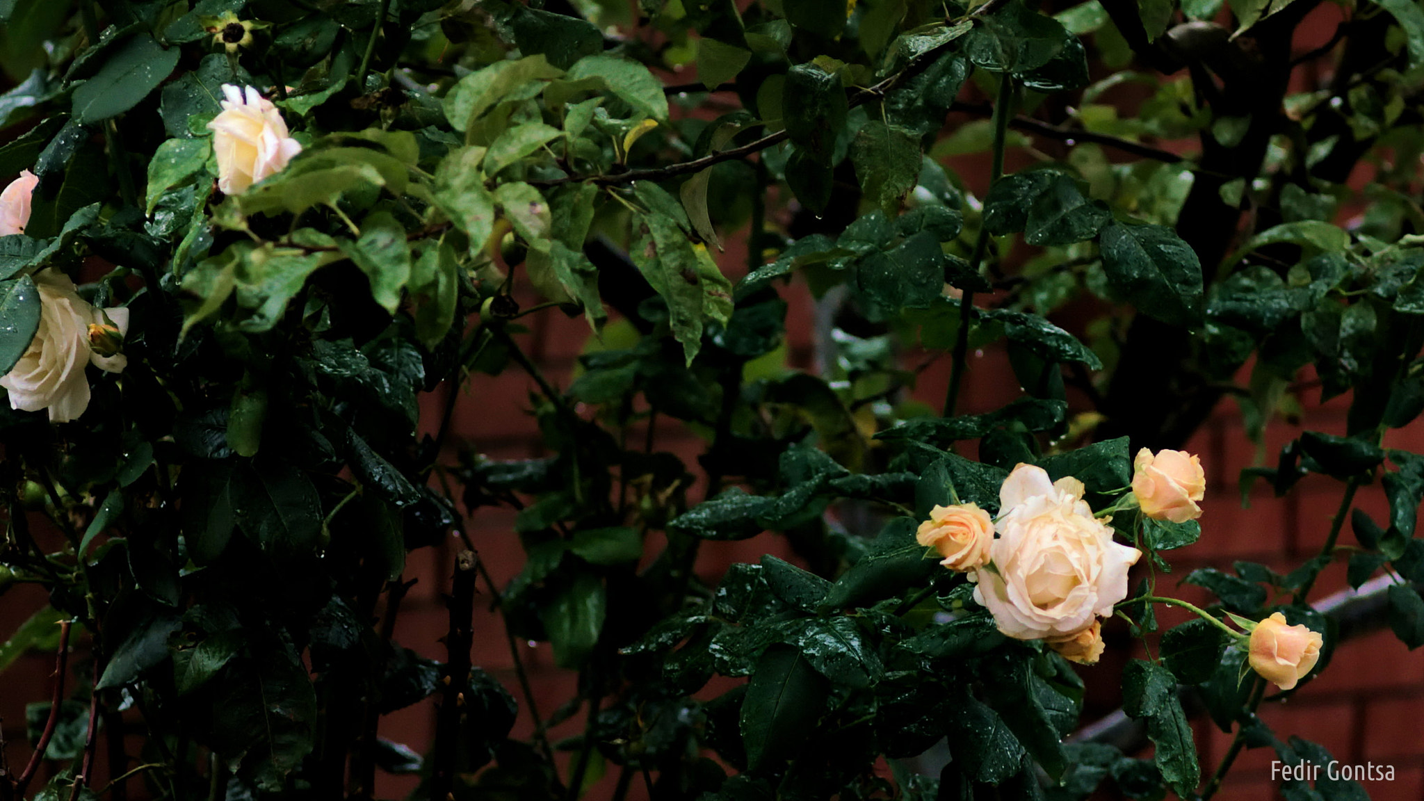 Manual Lens No CPU sample photo. Rose rainy day photography
