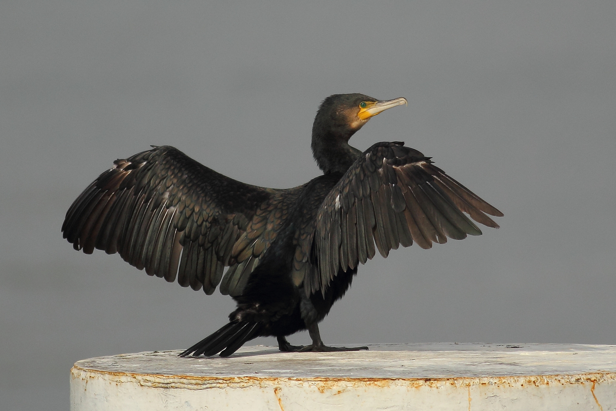 Canon EOS 60D + Canon EF 400mm F5.6L USM sample photo. Cormorant photography