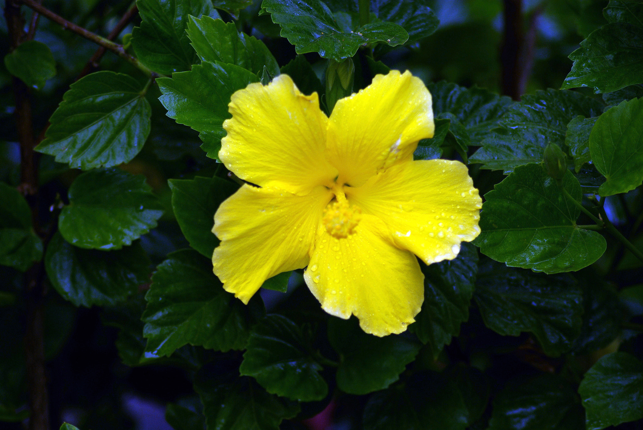 Pentax K10D sample photo. Yellow hibiscus photography