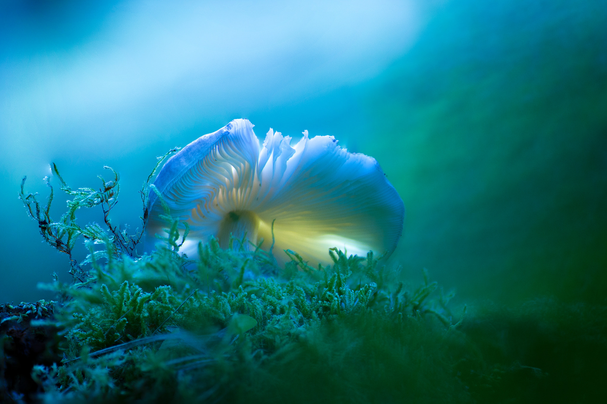 Canon EOS 6D + Tamron SP AF 90mm F2.8 Di Macro sample photo. Eveil photography
