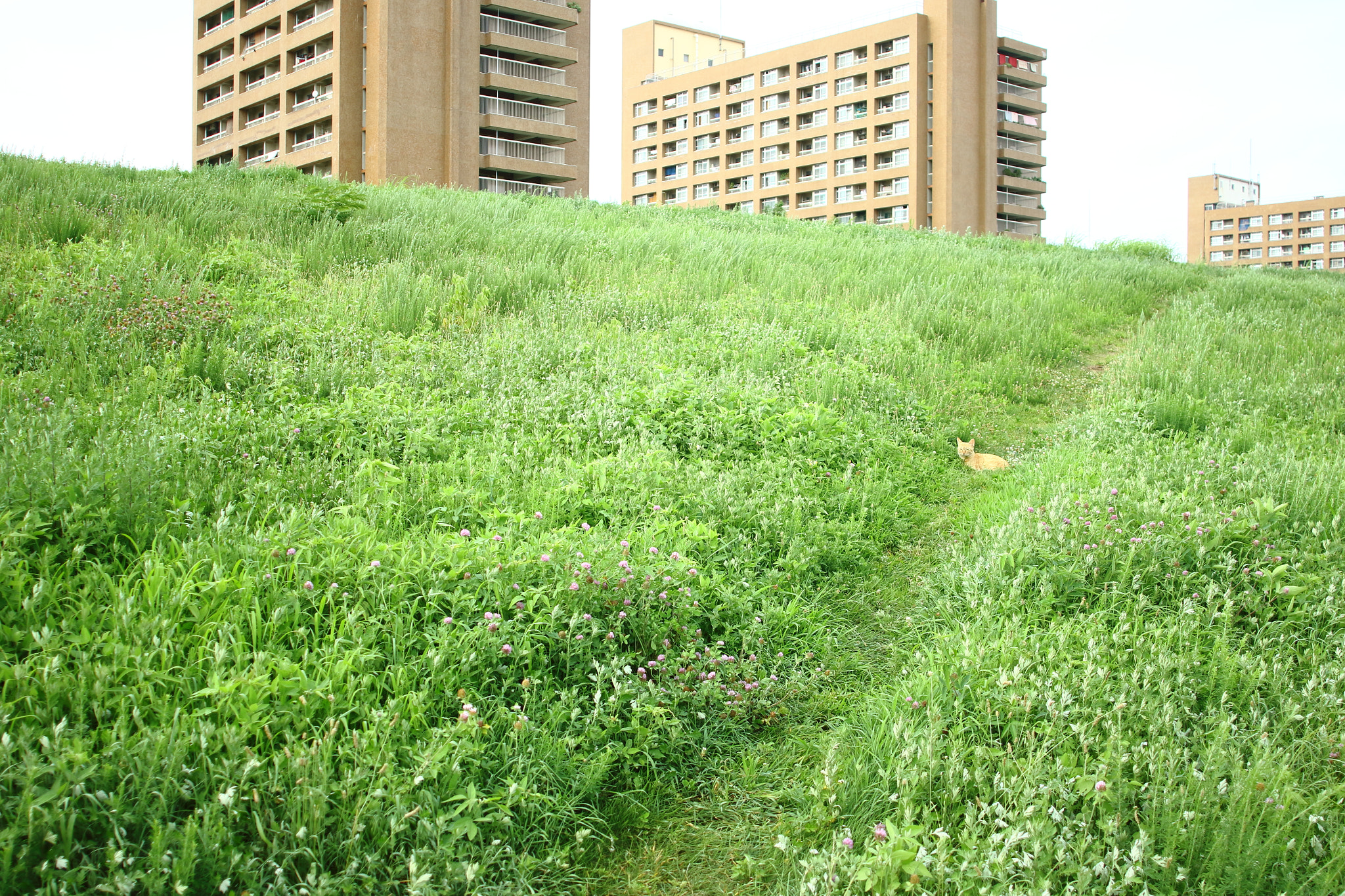 Canon EF 24mm F2.8 sample photo. Scenery with a cat photography