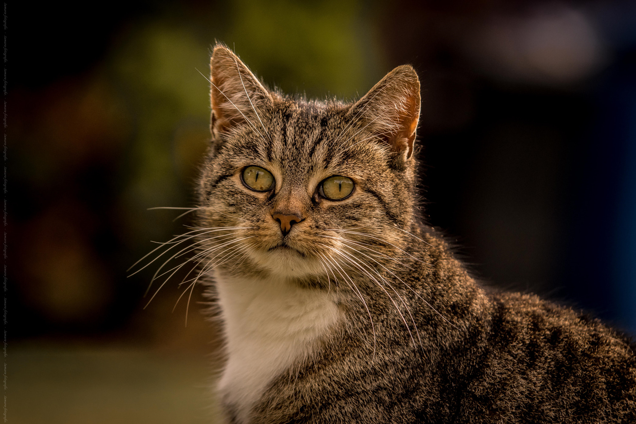 Tamron SP AF 70-200mm F2.8 Di LD (IF) MACRO sample photo. Fine photography