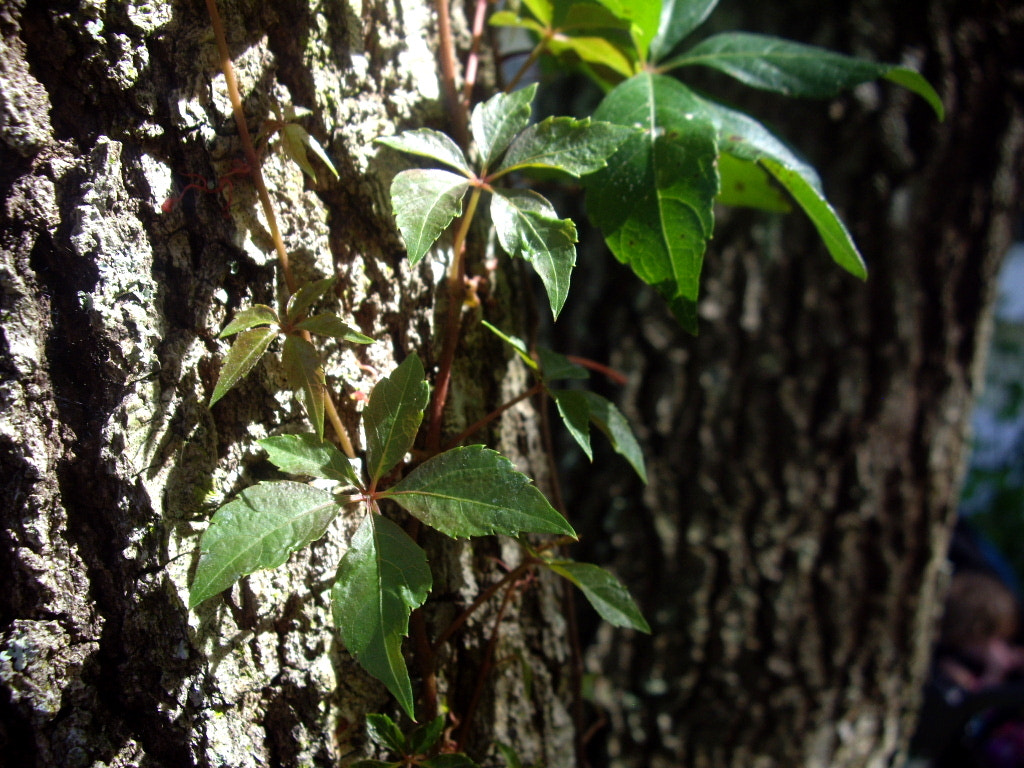Pentax OPTIO A10 sample photo. Poison oak photography