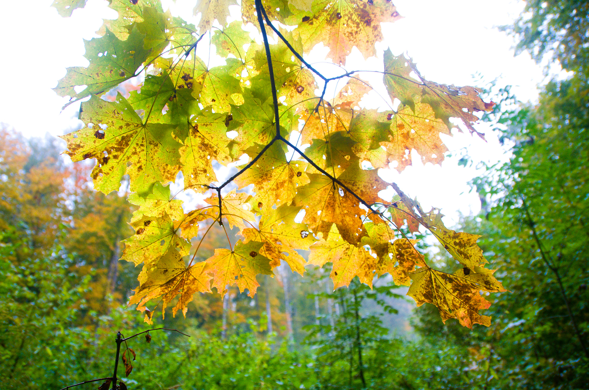 Nikon D3100 + Sigma 18-250mm F3.5-6.3 DC OS HSM sample photo. Autumn photography