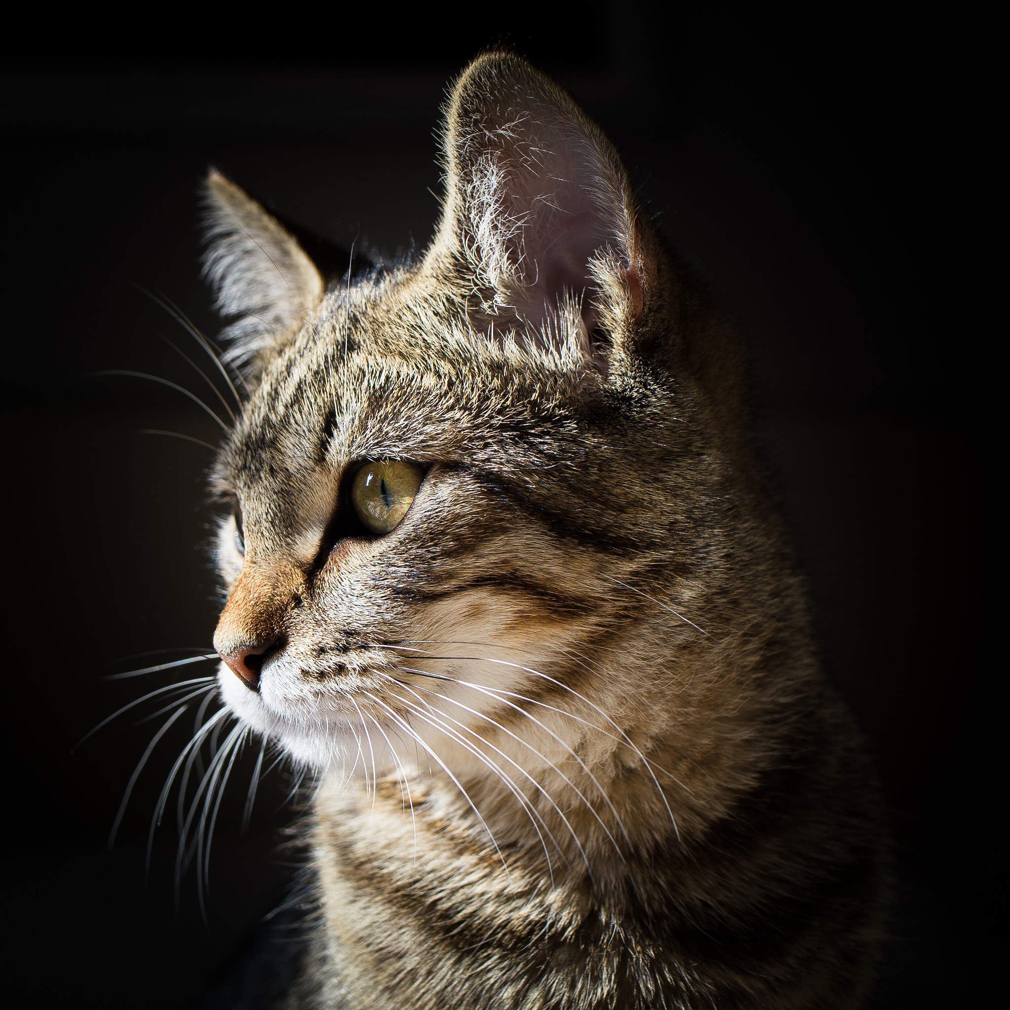 Nikon Df sample photo. Cat portrait photography