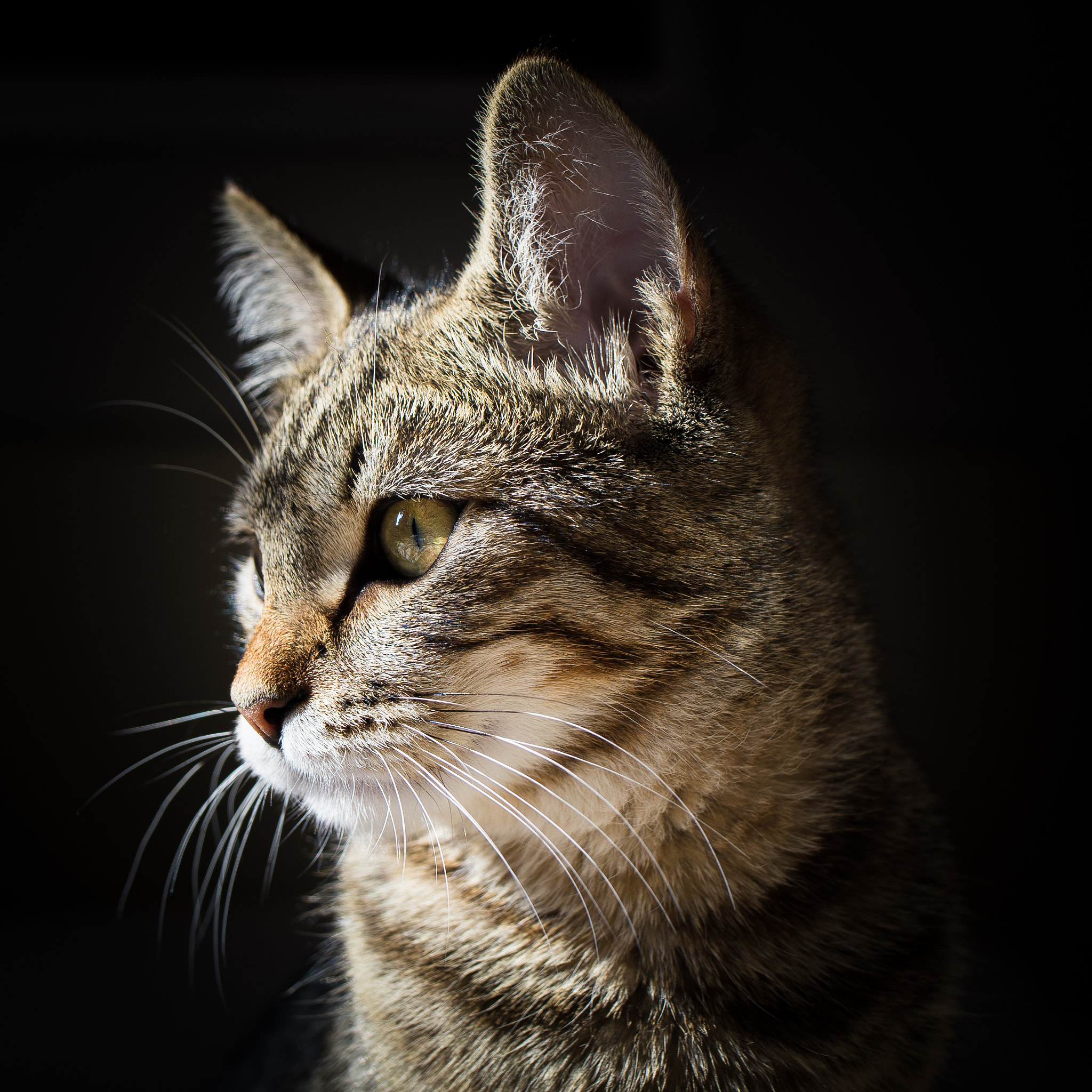 Nikon Df + Tamron SP 35mm F1.8 Di VC USD sample photo. Cat portrait photography