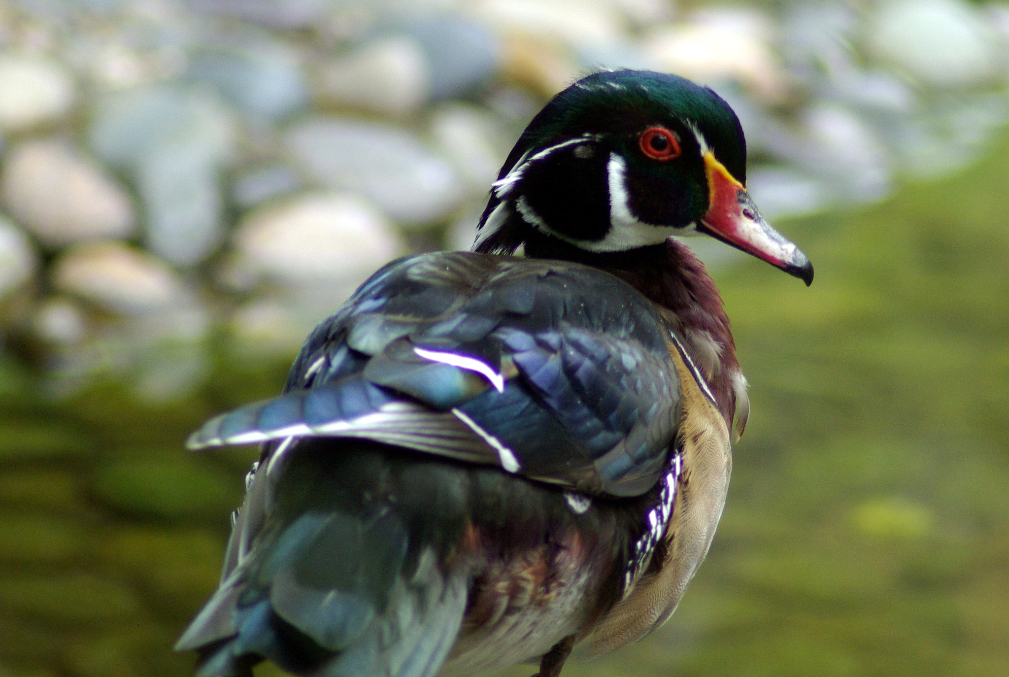 Pentax K10D sample photo. Water fowl photography