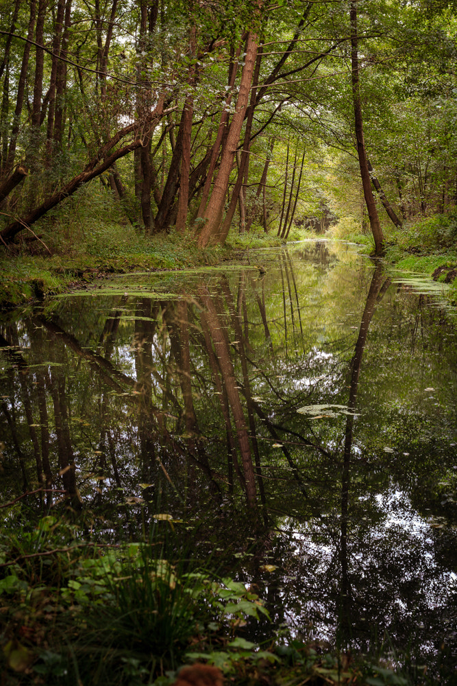 Canon EOS 70D + Canon EF 35mm F2 IS USM sample photo. Krebsbach photography