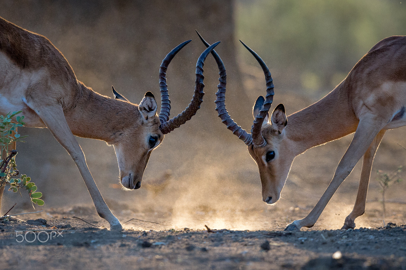 Canon EOS-1D X + Canon EF 600mm F4L IS II USM sample photo. Fight photography