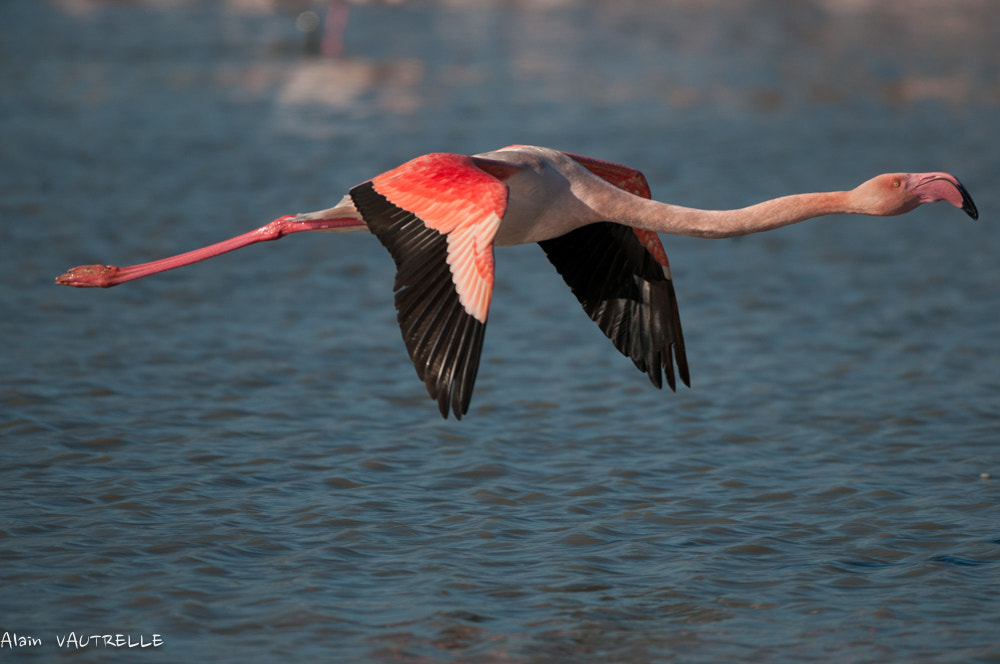 Nikon AF-S Nikkor 200-500mm F5.6E ED VR sample photo. Dsc photography