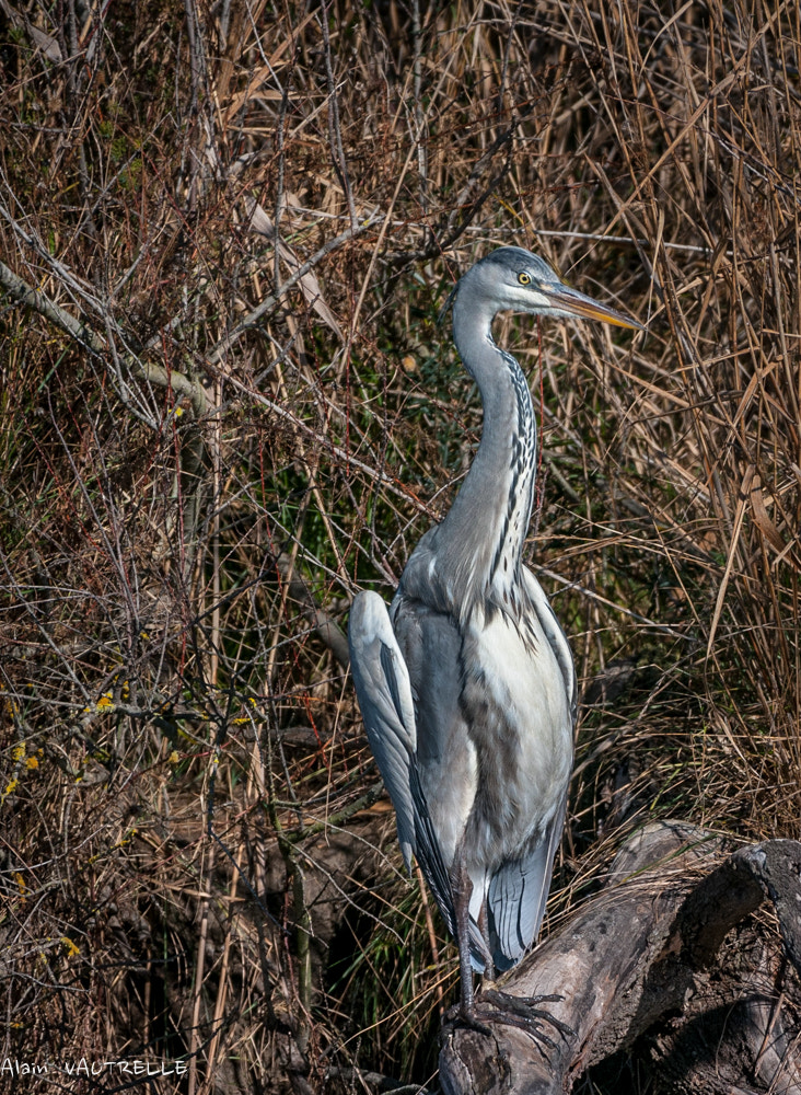 Nikon AF-S Nikkor 200-500mm F5.6E ED VR sample photo. Dsc photography
