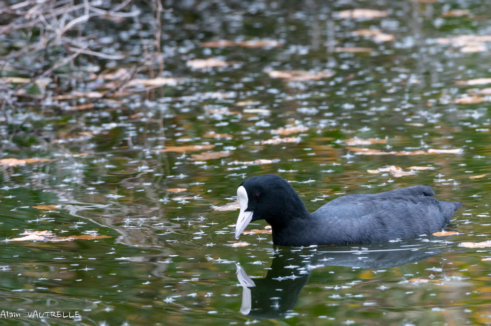 Nikon AF-S Nikkor 200-500mm F5.6E ED VR sample photo. Dsc photography