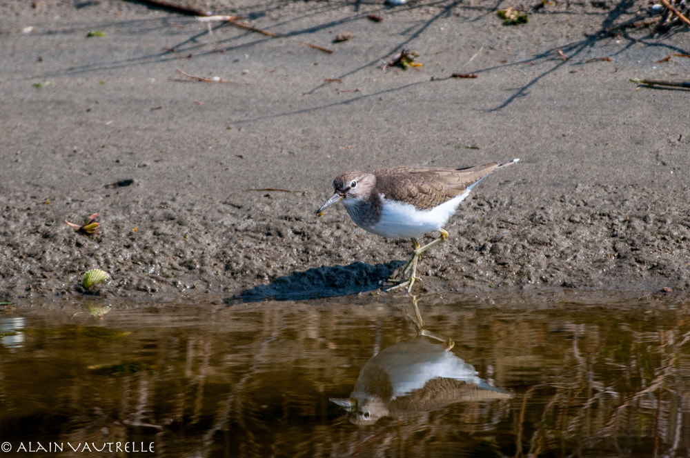 Nikon AF-S Nikkor 200-500mm F5.6E ED VR sample photo. Copie photography