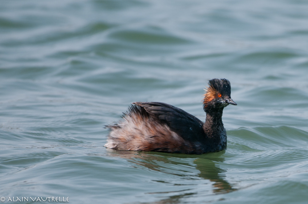 Nikon AF-S Nikkor 200-500mm F5.6E ED VR sample photo. Copie photography