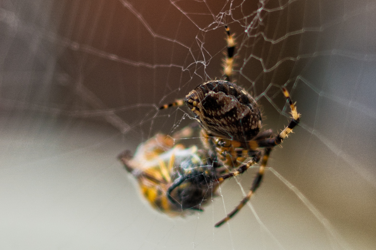 Samsung NX 30mm F2 Pancake sample photo. Parlour photography