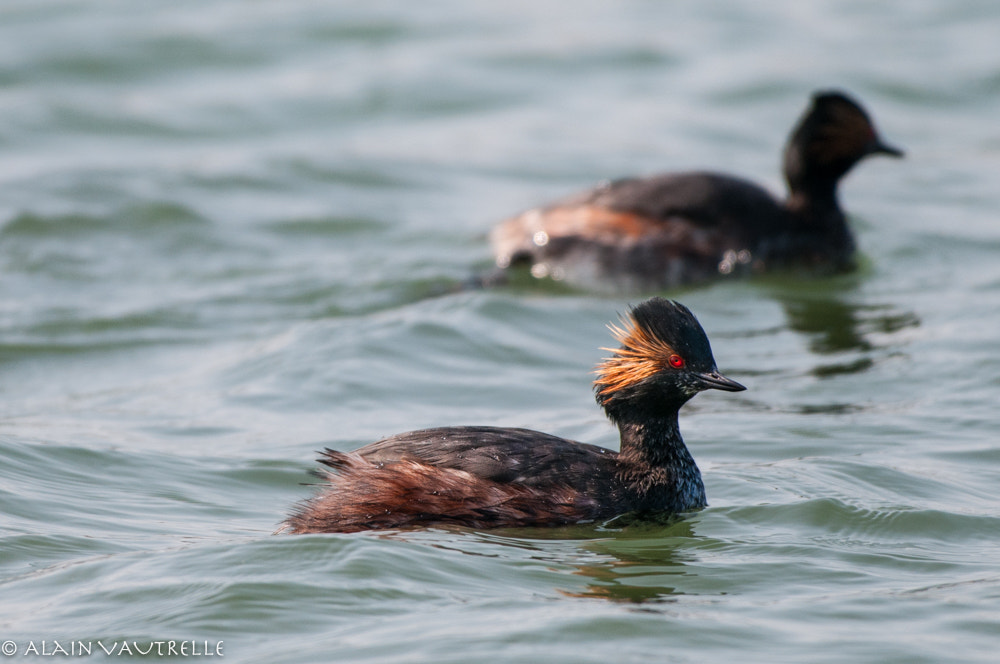 Nikon AF-S Nikkor 200-500mm F5.6E ED VR sample photo. Copie photography