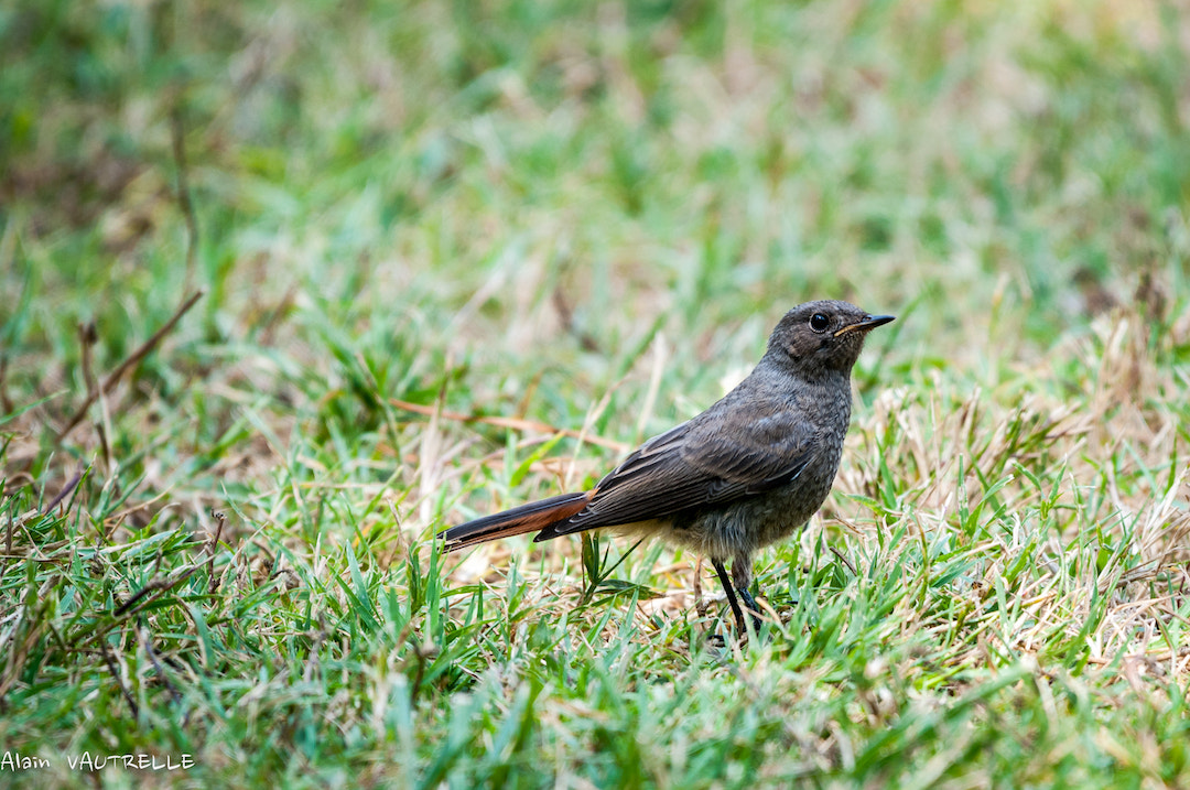 Nikon AF-S Nikkor 200-500mm F5.6E ED VR sample photo. Copie photography