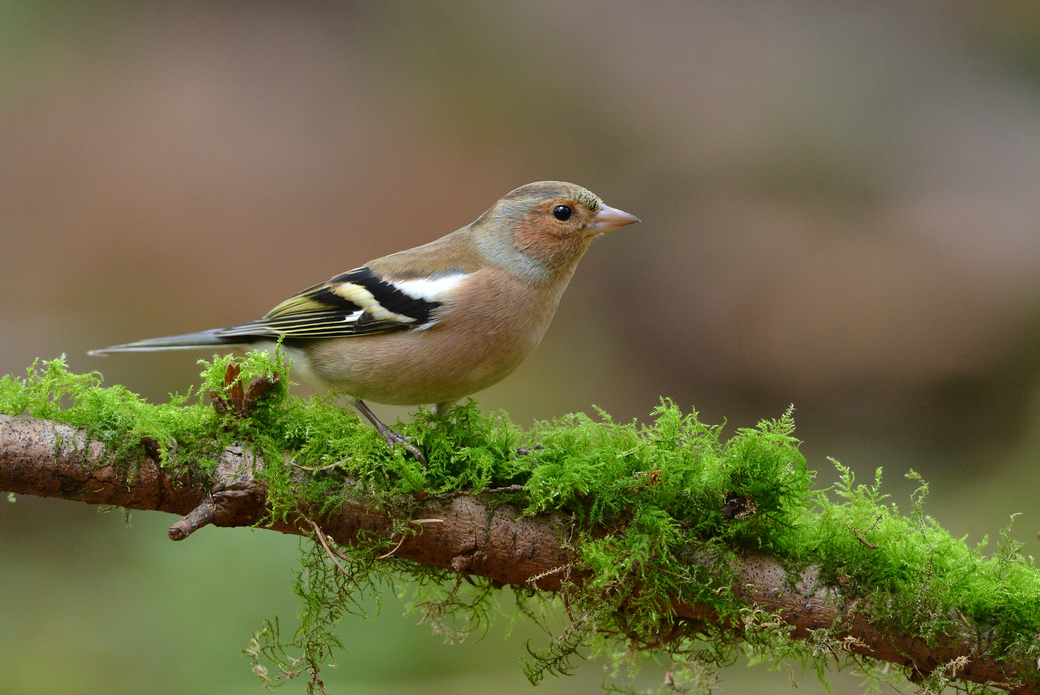 Nikon D600 + Nikon AF-S Nikkor 500mm F4G ED VR sample photo. Vink photography