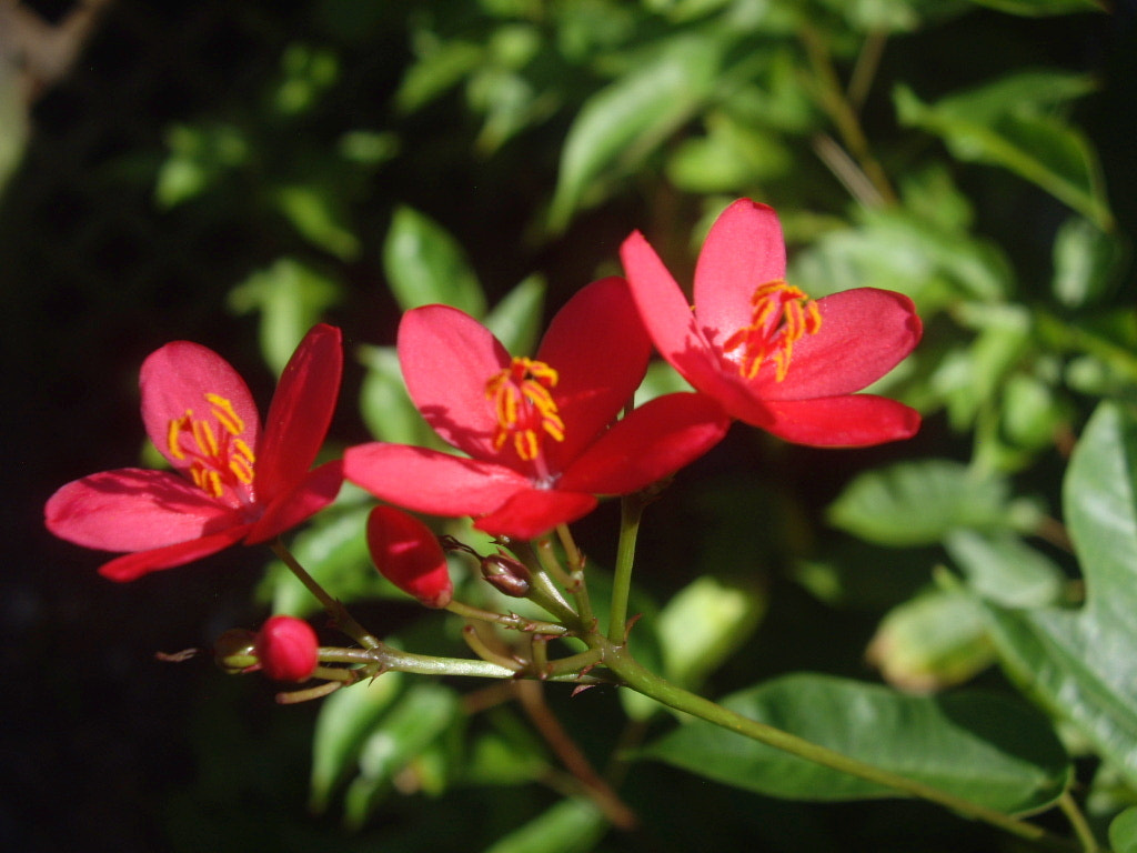 Pentax OPTIO A10 sample photo. Pinkbutterfly flowers photography