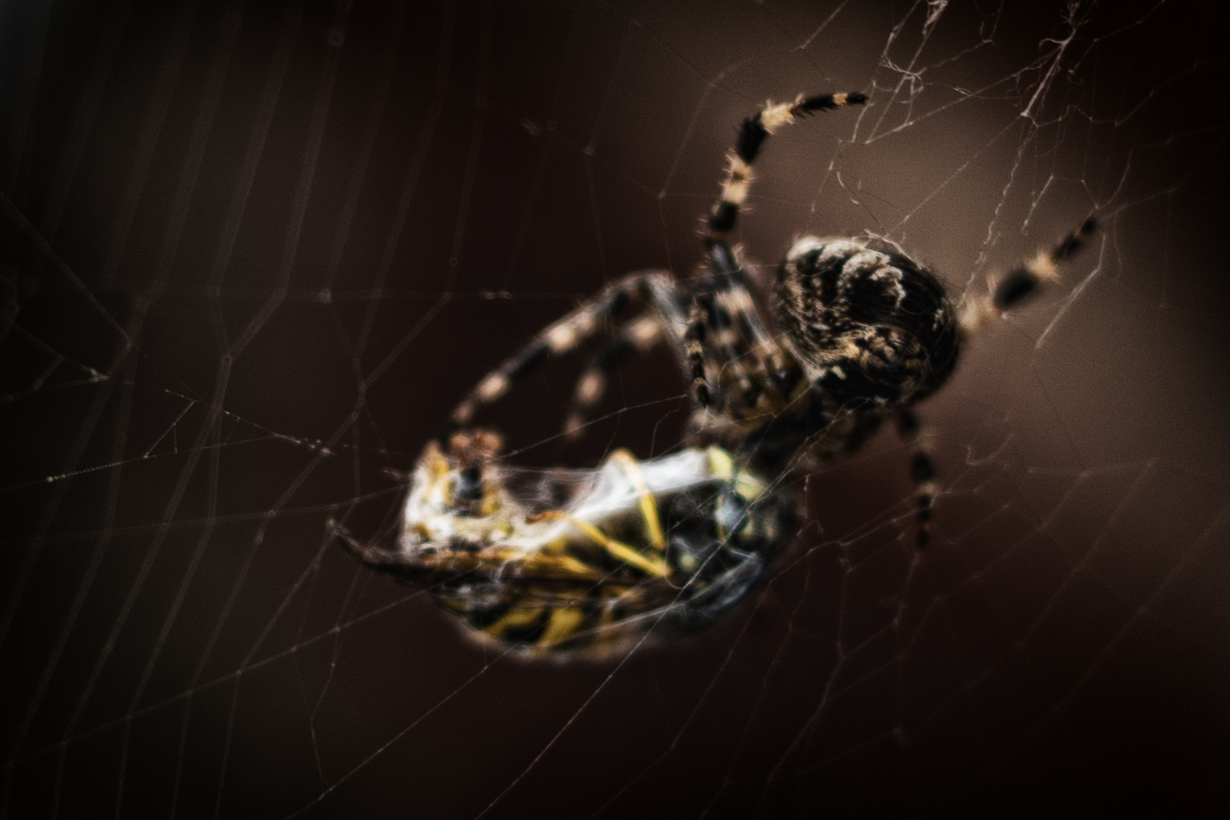 Samsung NX 30mm F2 Pancake sample photo. Arachnid photography