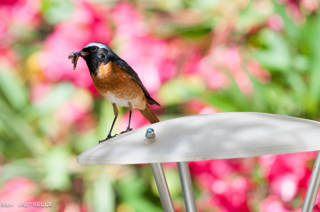 Nikon AF-S Nikkor 200-500mm F5.6E ED VR sample photo. () copie photography