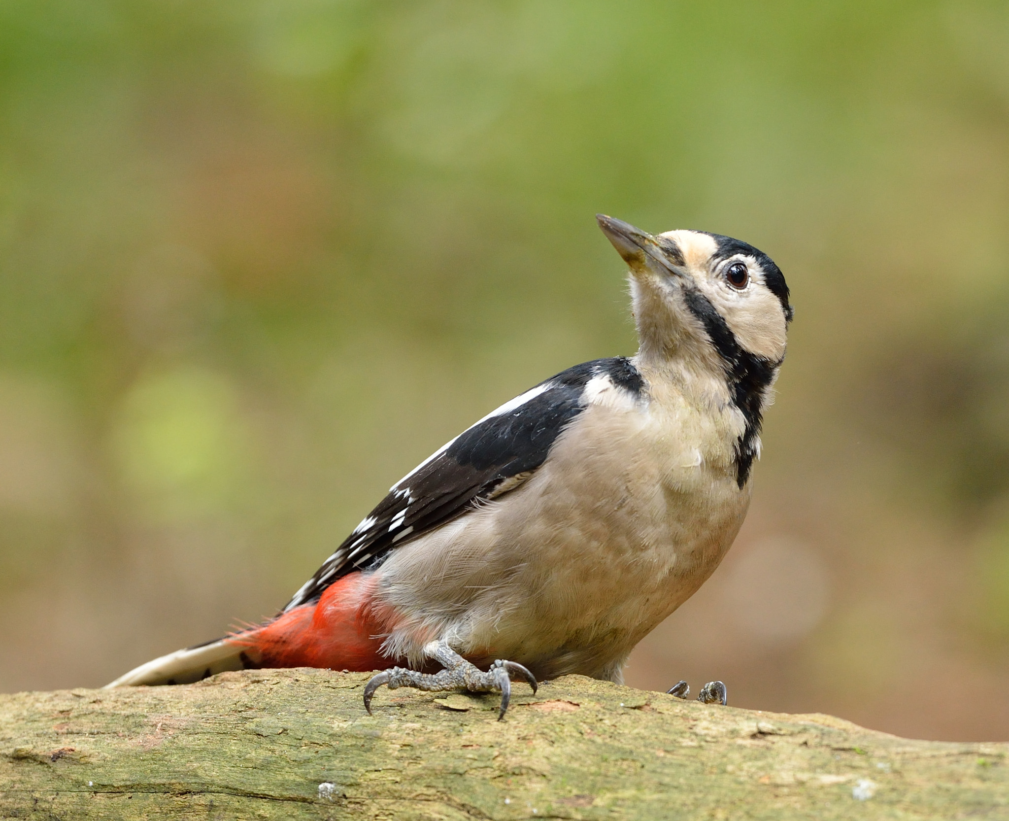 Nikon D600 sample photo. Grote bonte specht photography