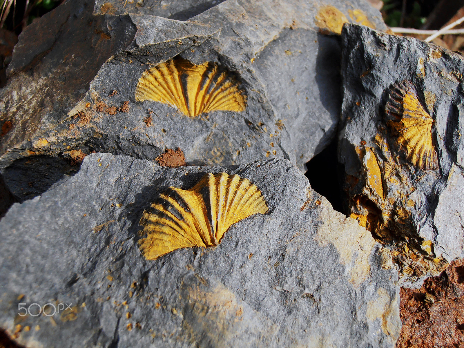 Olympus VR310,D720 sample photo. Brachiopod fossils photography