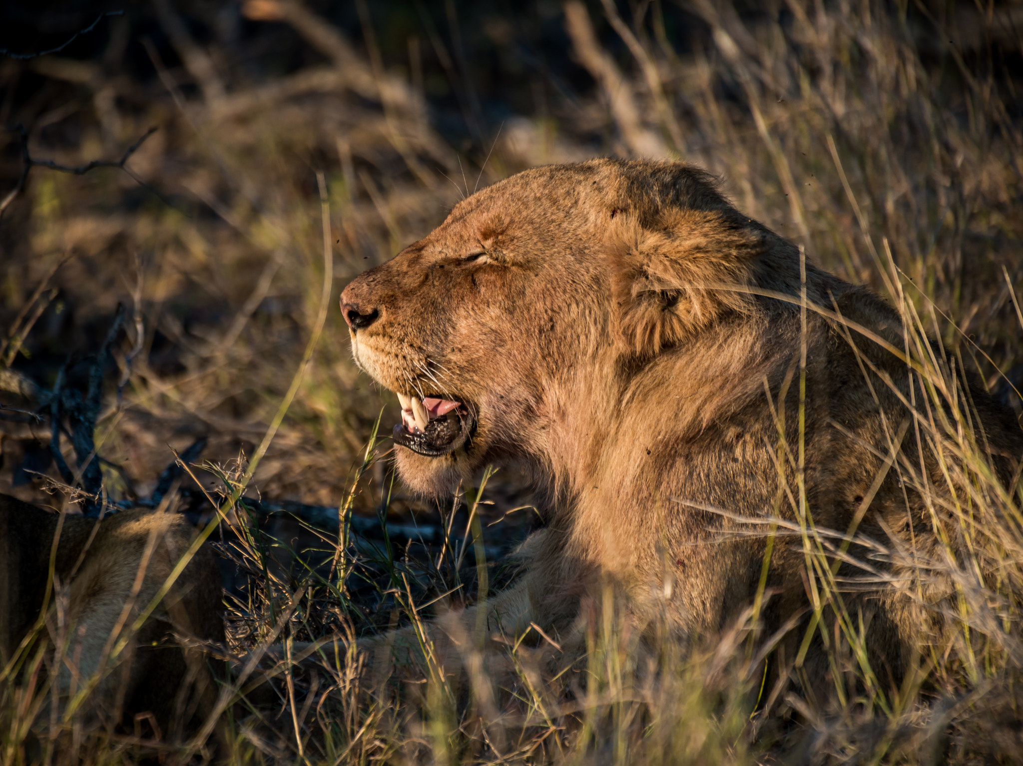 Sigma 50-500mm F4.5-6.3 DG OS HSM sample photo. Lion call photography