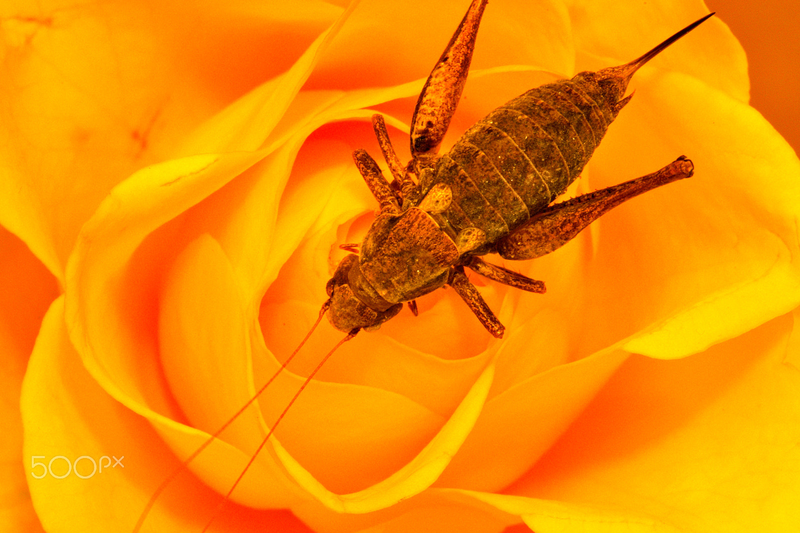 Sigma 105mm F2.8 EX DG Macro sample photo. Yellow rose and grasshopper photography