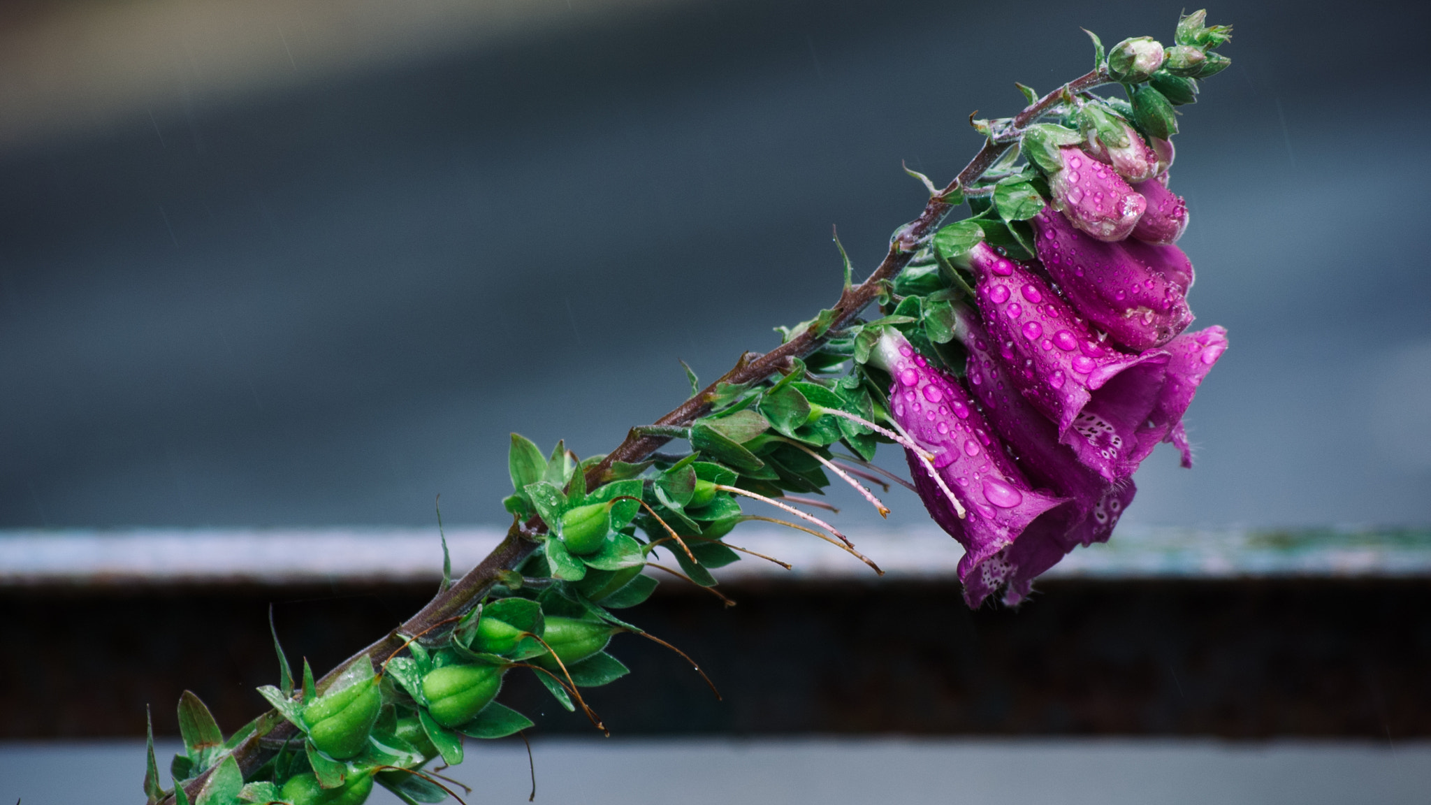 Nikon D40X sample photo. Foxglove, after the rain photography
