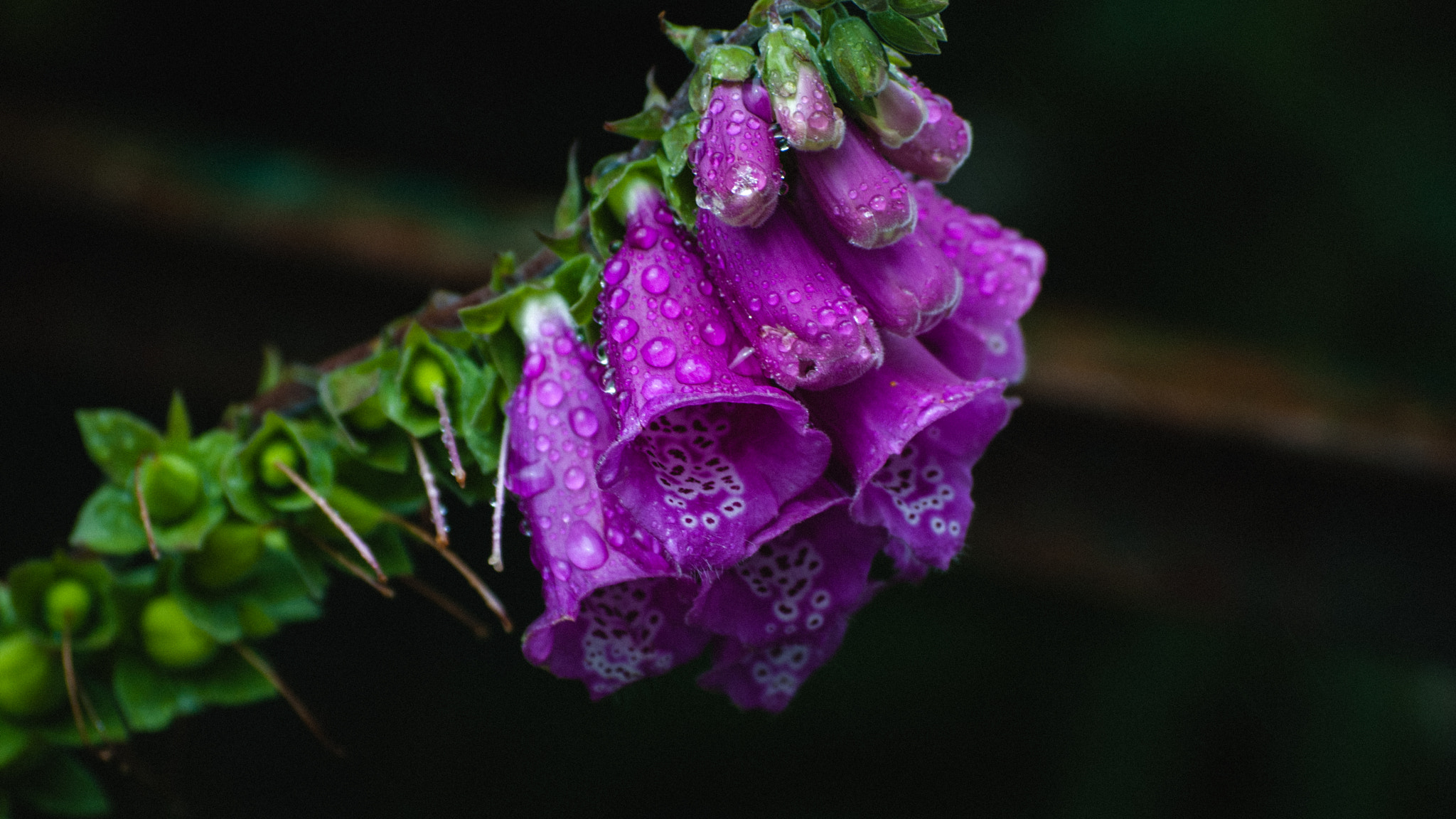 Nikon D40X sample photo. Foxglove, after the rain photography