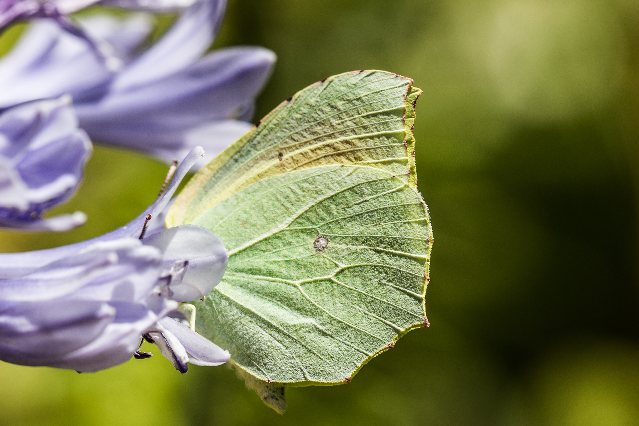 Canon EF 100mm F2.8L Macro IS USM sample photo. Hide and seek photography