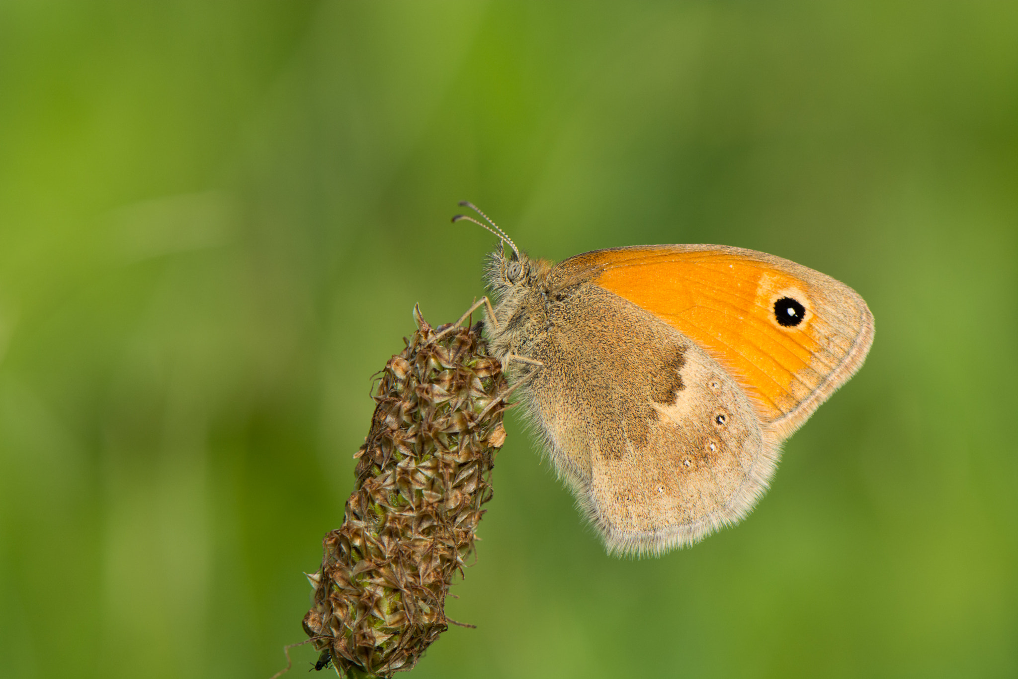 Nikon AF-S Micro-Nikkor 105mm F2.8G IF-ED VR sample photo. Butterfly photography