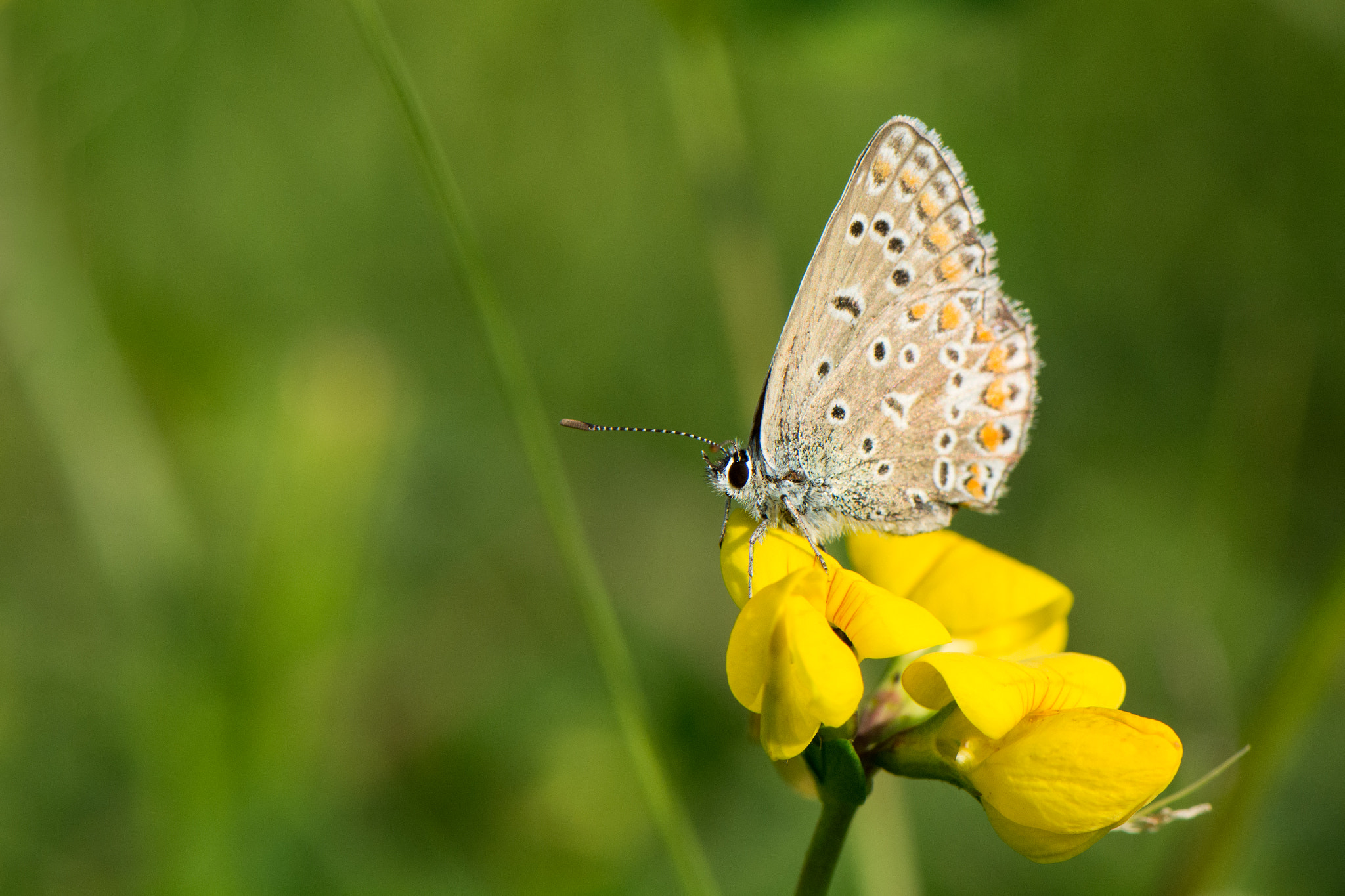 Nikon AF-S Micro-Nikkor 105mm F2.8G IF-ED VR sample photo. Butterfly photography