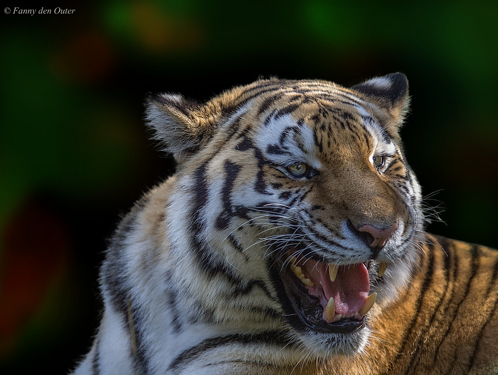 Olympus Zuiko Digital ED 90-250mm F2.8 sample photo. Siberian tiger photography