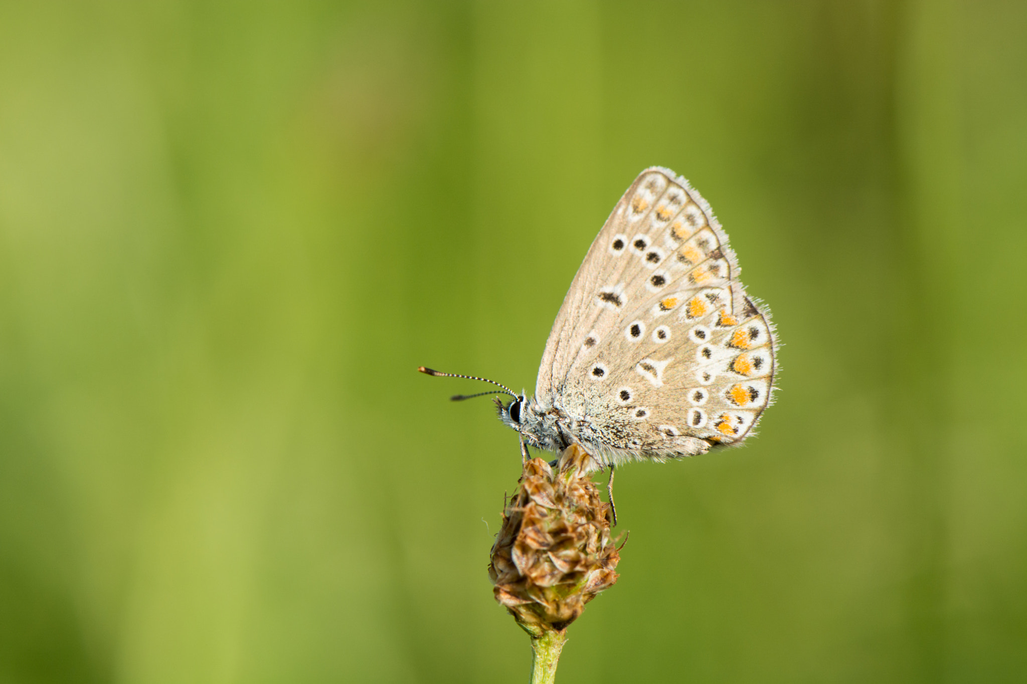 Nikon AF-S Micro-Nikkor 105mm F2.8G IF-ED VR sample photo. Butterfly photography