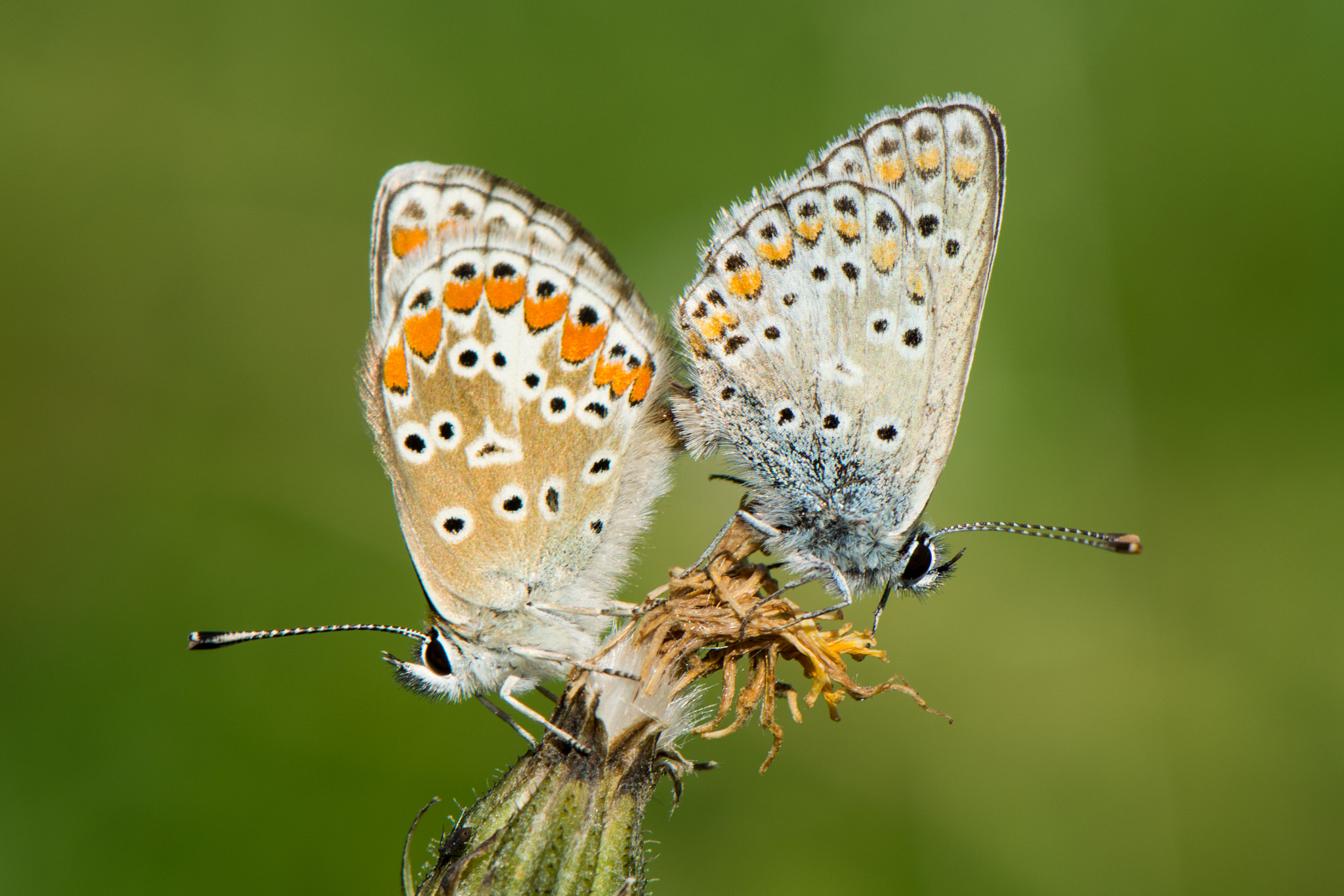Nikon AF-S Micro-Nikkor 105mm F2.8G IF-ED VR sample photo. Butterfly photography