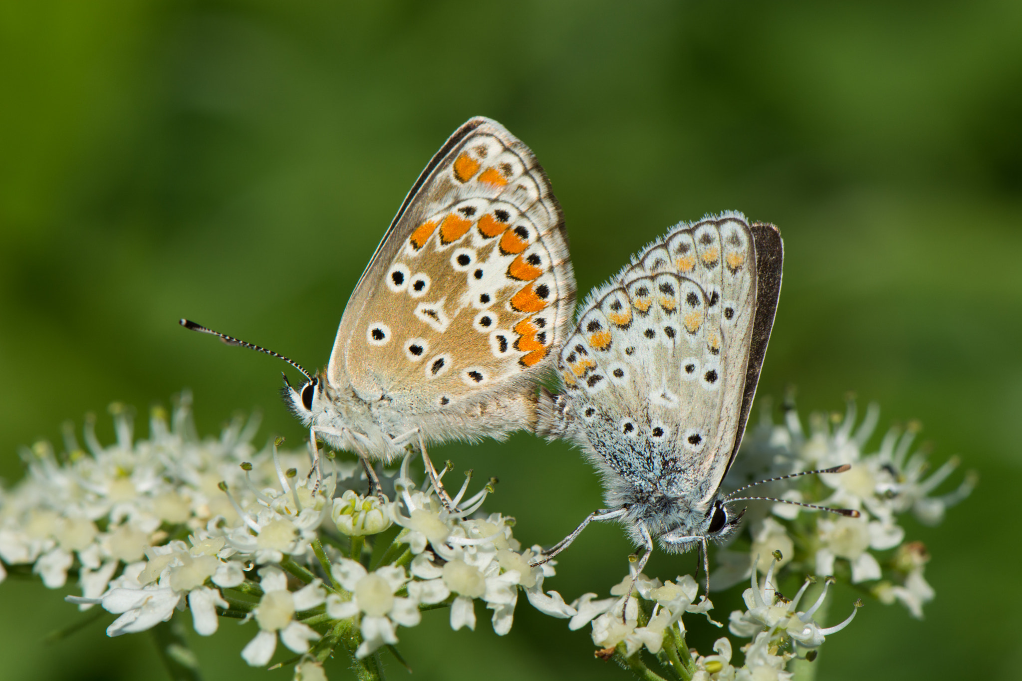 Nikon AF-S Micro-Nikkor 105mm F2.8G IF-ED VR sample photo. Butterfly photography