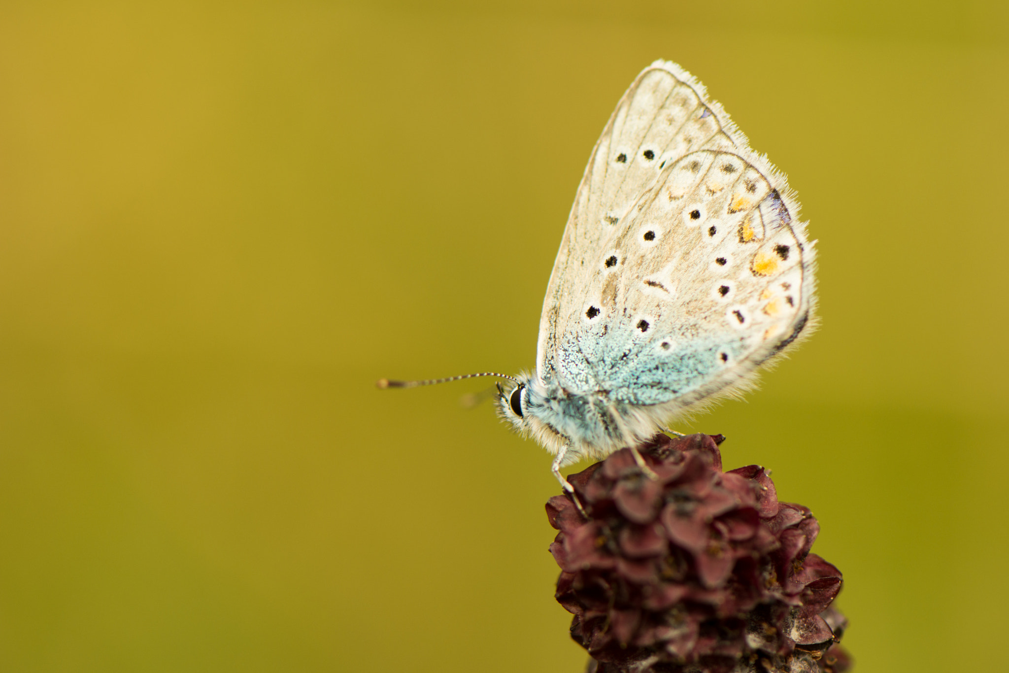 Nikon AF-S Micro-Nikkor 105mm F2.8G IF-ED VR sample photo. Butterfly photography