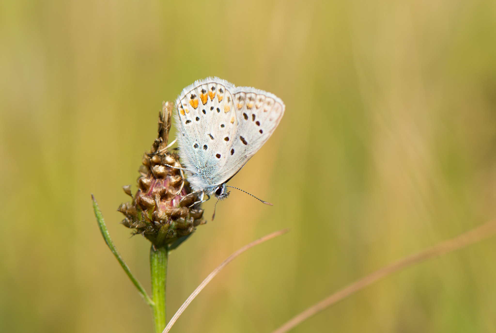 Nikon AF-S Micro-Nikkor 105mm F2.8G IF-ED VR sample photo. Butterfly photography