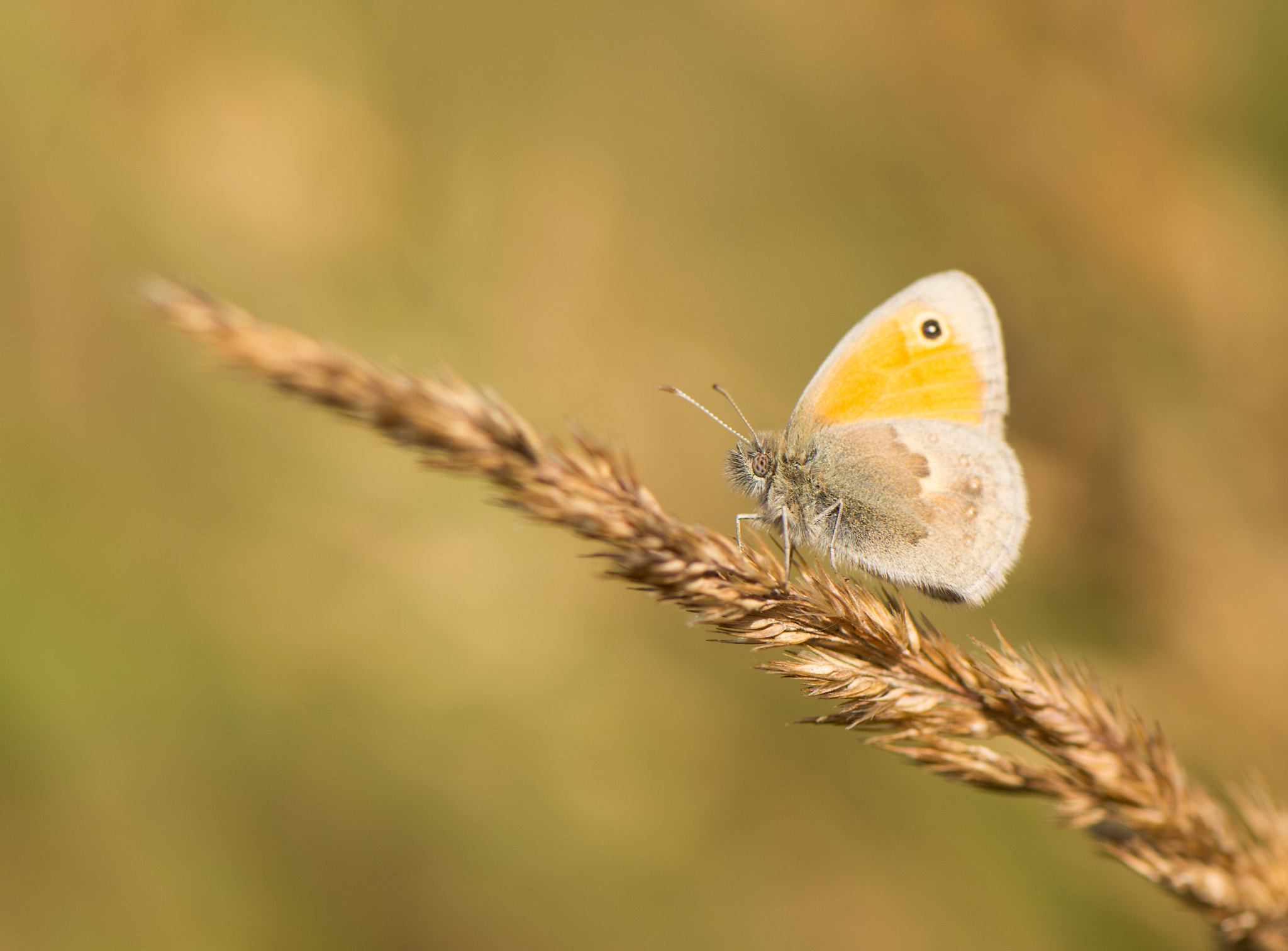 Nikon AF-S Micro-Nikkor 105mm F2.8G IF-ED VR sample photo. Butterfly photography